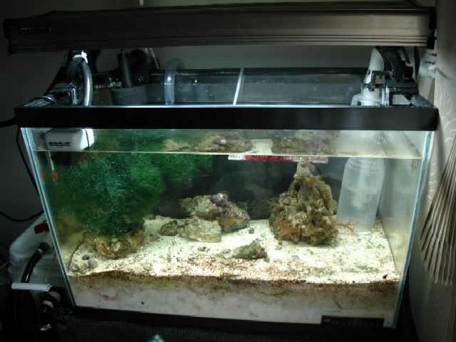 Mi acuario marino: Overflow casero de PVC