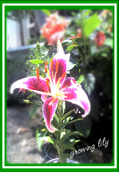 Lily Flower