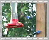 th_hummingbird.jpg
