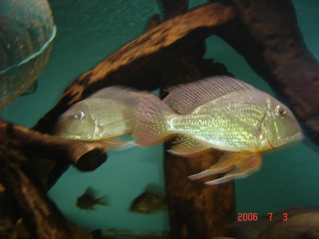 IPB Image