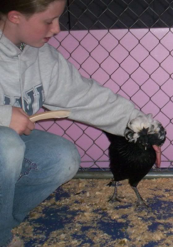 100_9614.jpg Ashley(12) w/polish chicken image by goatmarm