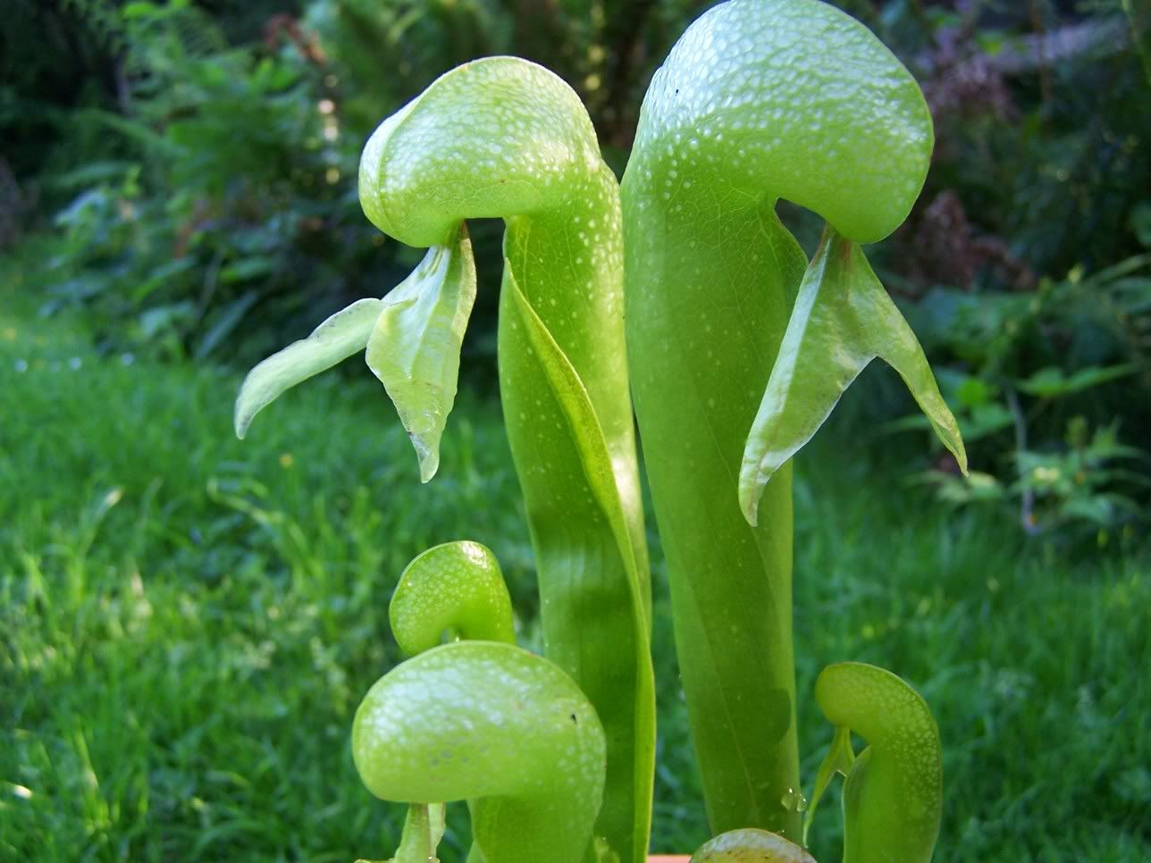 Cobra Lily Pictures, Images and Photos