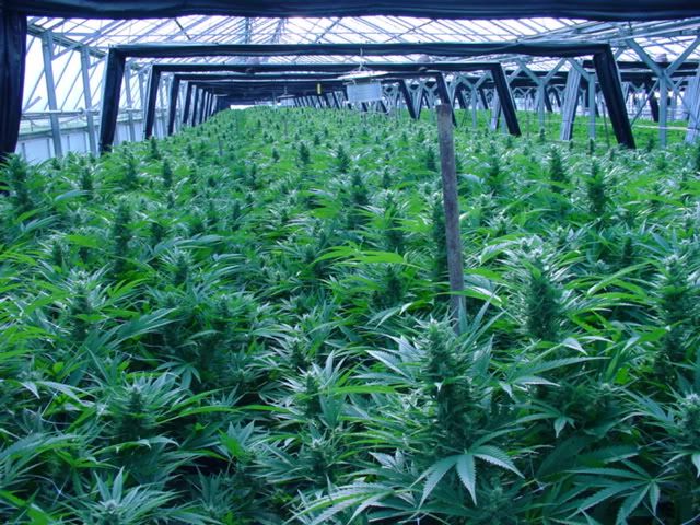 greenhouse.jpg