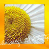 yellow1.gif