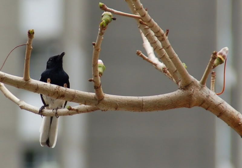 Image hosting by Photobucket