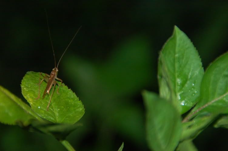 Image hosting by Photobucket