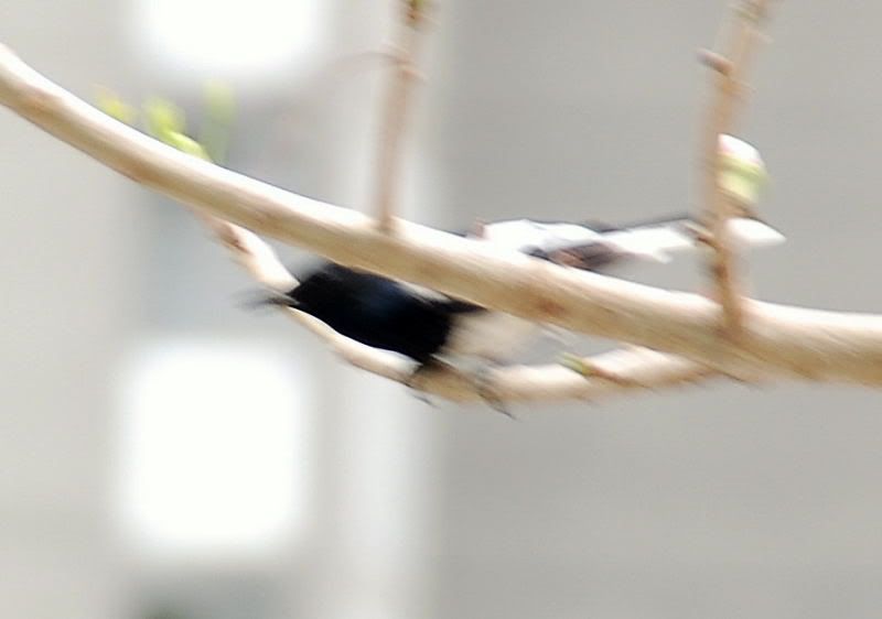 Image hosting by Photobucket