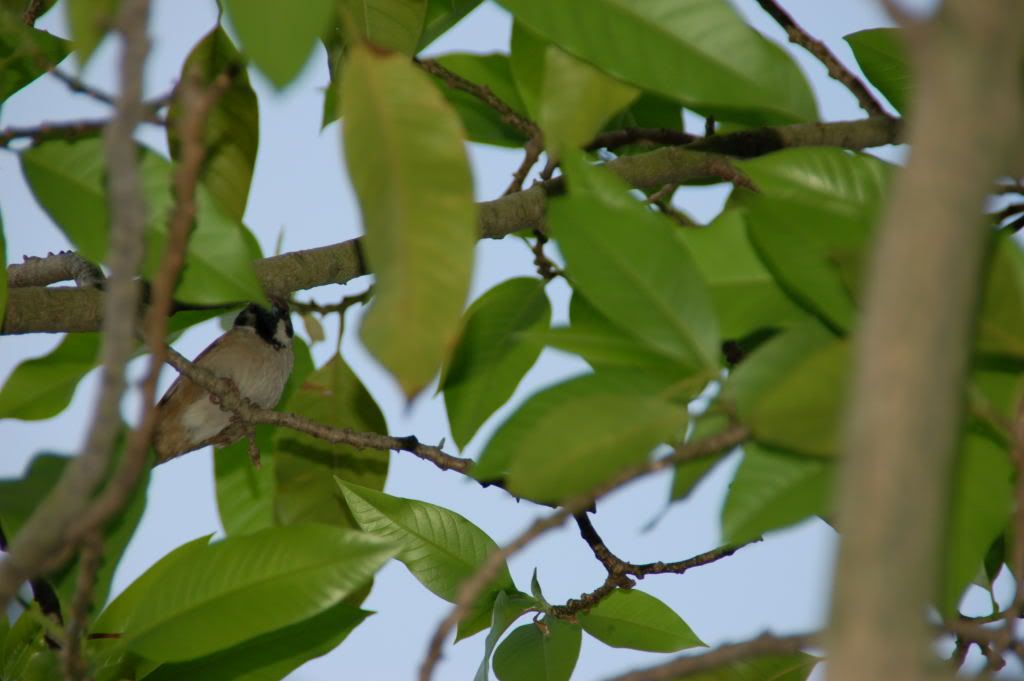 Image hosting by Photobucket