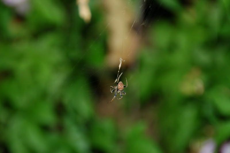 Image hosting by Photobucket