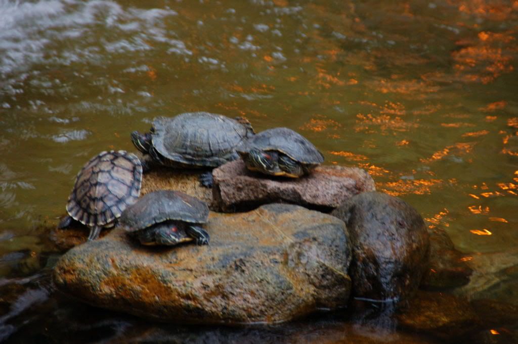 Image hosting by Photobucket