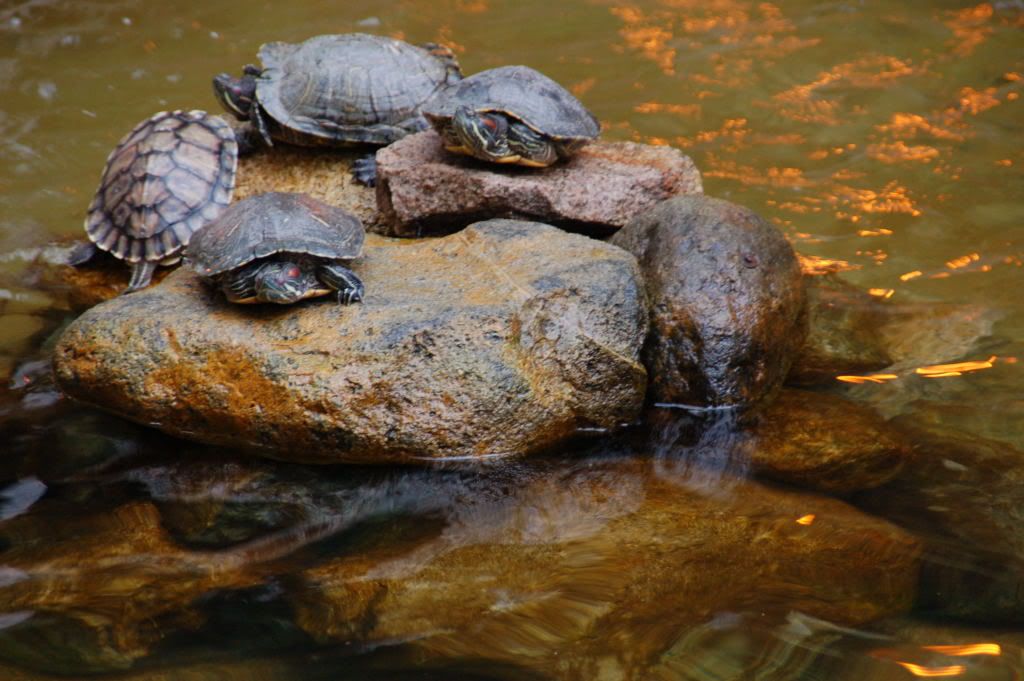 Image hosting by Photobucket