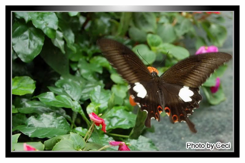 Photobucket - Video and Image Hosting