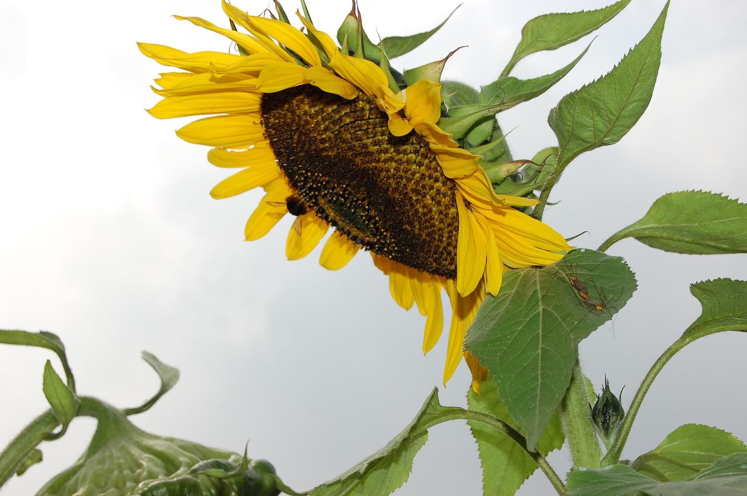 Image hosting by Photobucket