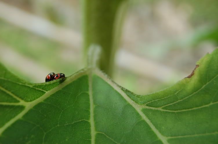 Image hosting by Photobucket