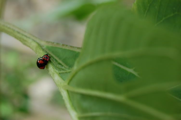 Image hosting by Photobucket