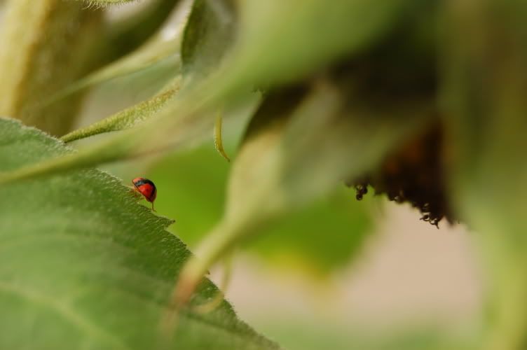 Image hosting by Photobucket