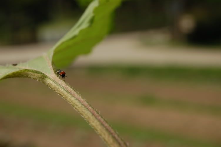 Image hosting by Photobucket