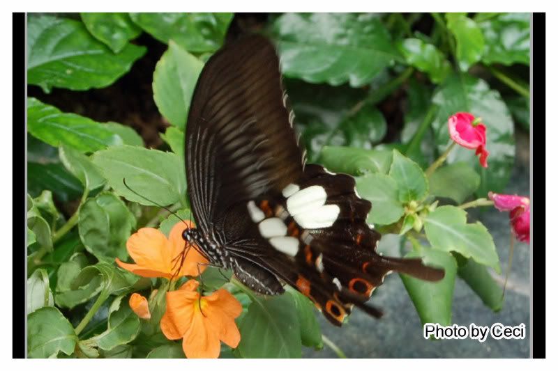 Photobucket - Video and Image Hosting
