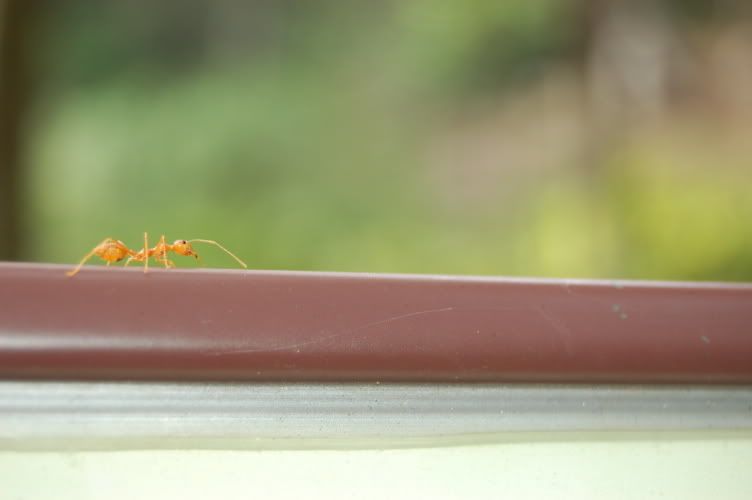 Image hosting by Photobucket