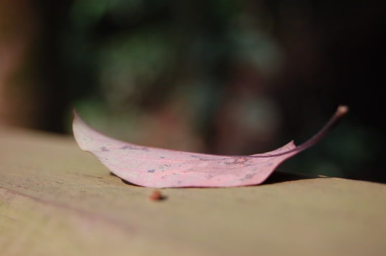 Image hosting by Photobucket