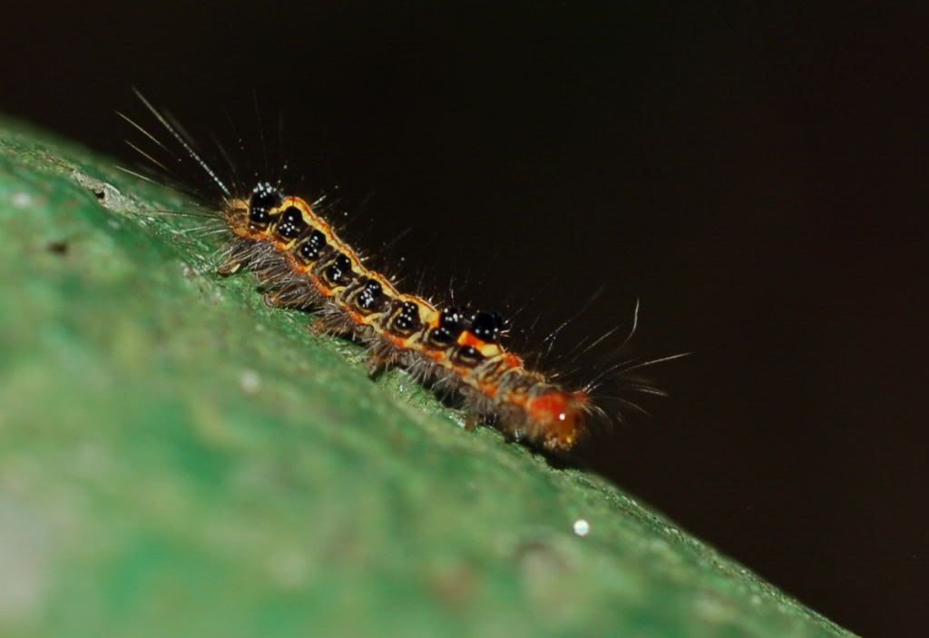 Image hosting by Photobucket