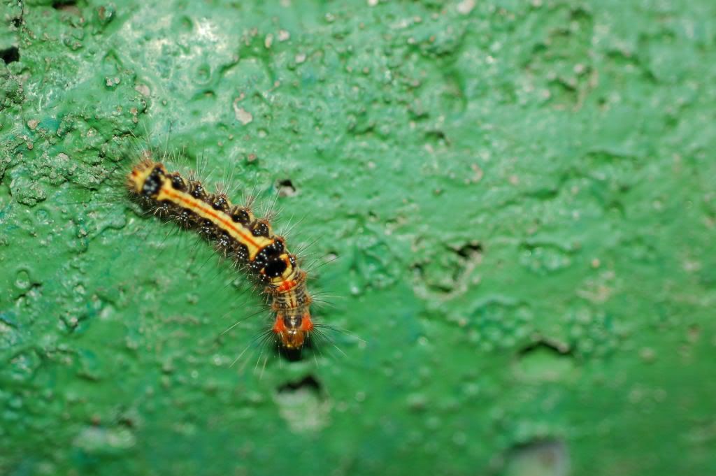 Image hosting by Photobucket