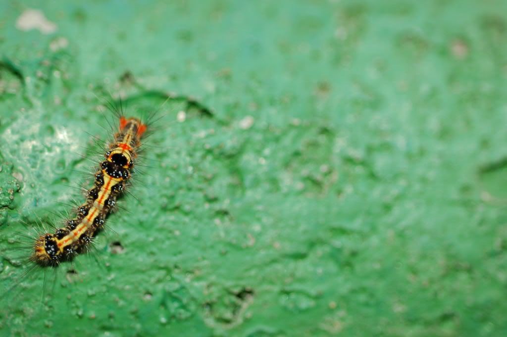 Image hosting by Photobucket