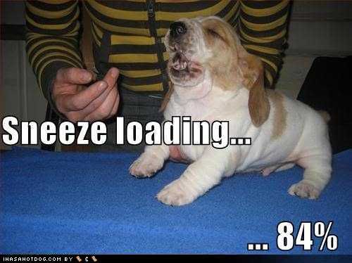 funny-dog-pictures-sneeze-loading-e.jpg