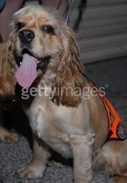 re: Broadway Barks today