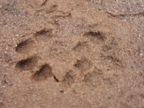 footprint1.jpg