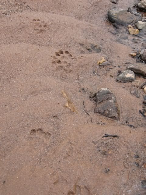 footprint2.jpg