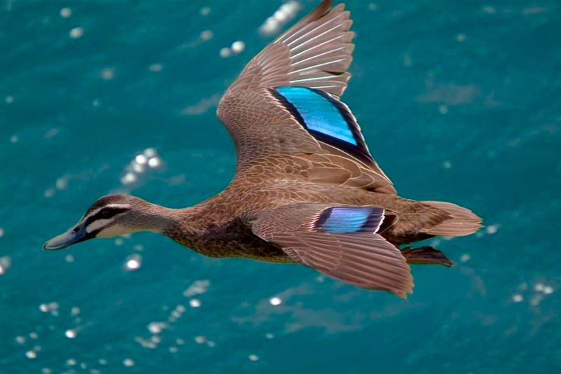 BlueduckcopyLarge.jpg