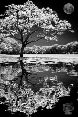 Black and white nature! Pictures, Images and Photos