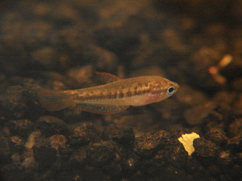 Giant Sparkling Gourami