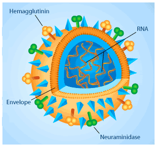 flu_virus Pictures, Images and Photos