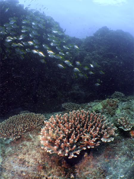 P2060229-coral.jpg