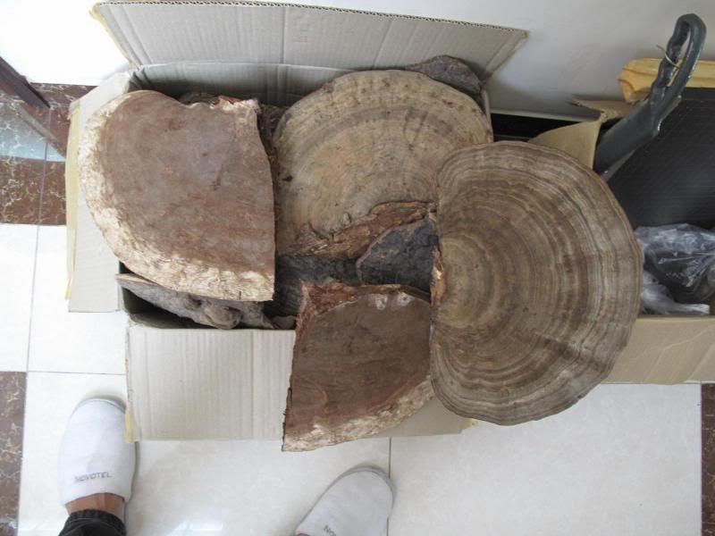 Nấm này là nấm gi?