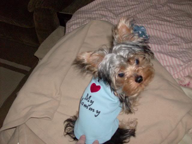 Binky photo BinkysNewShirt-2_zpsc382a0b1.jpg