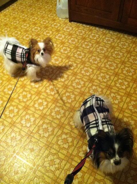 Bianca and Sophia Mia photo MarilynMuttroe7_zps7a6be43f.jpg