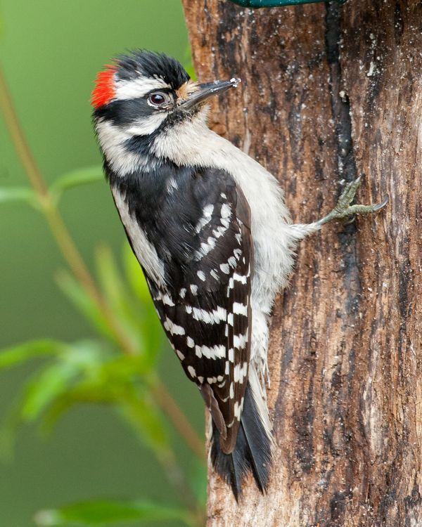 Animal-%20Downy%20Woodpecker.jpg
