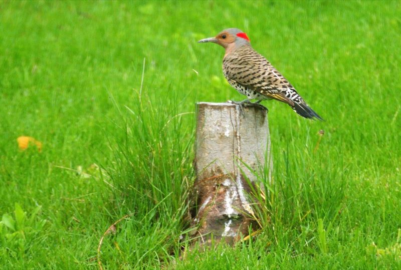 Female%20Northern%20Flicker%20Yellow-Sha