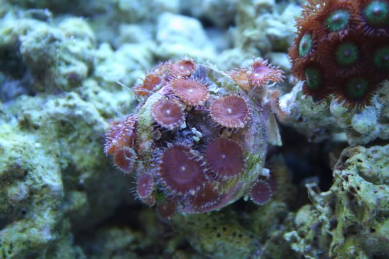 purplezoa.jpg