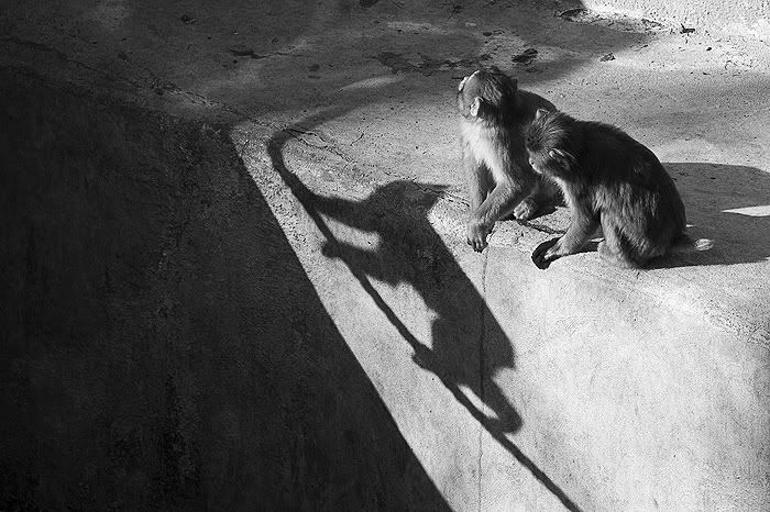 Re: Фотоохота, зоопарки и просто животинки из путешествий