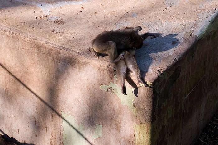 Re: Фотоохота, зоопарки и просто животинки из путешествий