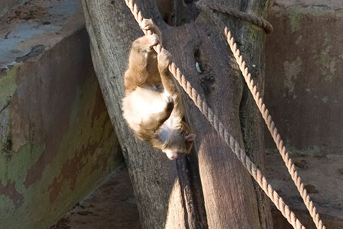 Re: Фотоохота, зоопарки и просто животинки из путешествий