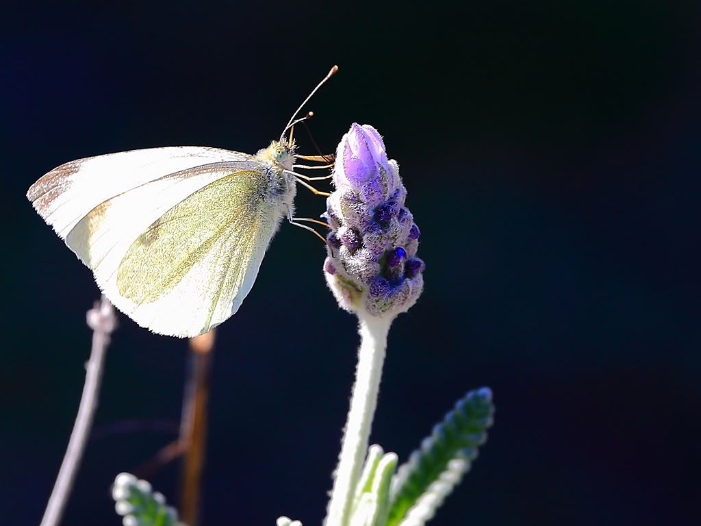 IMAGE: http://i81.photobucket.com/albums/j226/lannes2007/IMG_1653-1.jpg