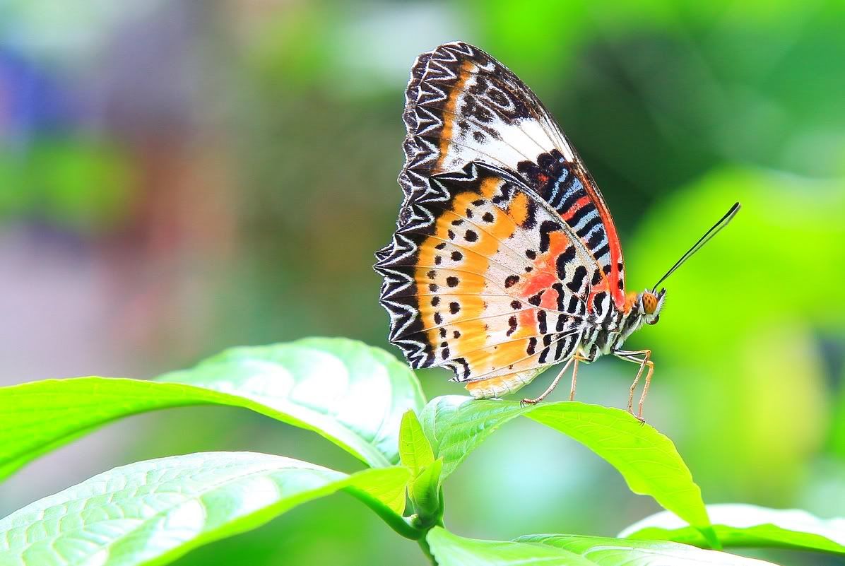 IMAGE: http://i81.photobucket.com/albums/j226/lannes2007/IMG_4117_cr-1.jpg