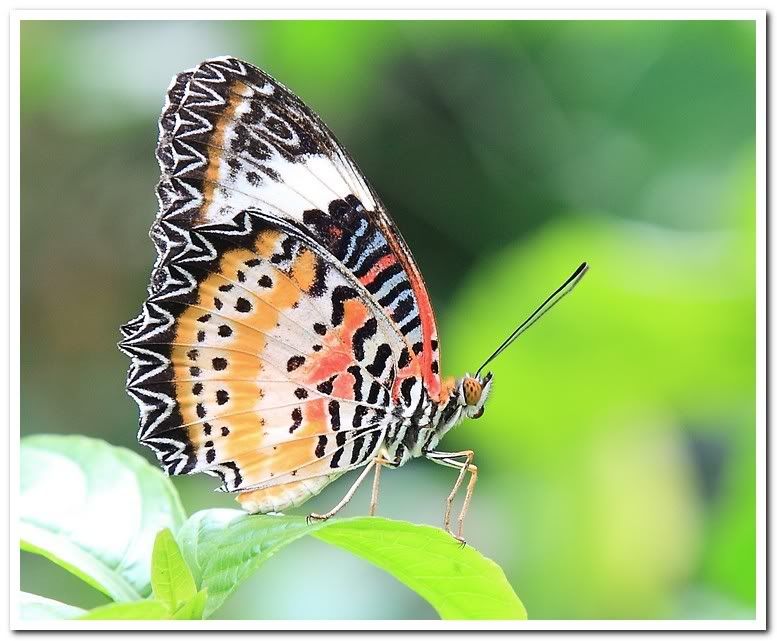 IMAGE: http://i81.photobucket.com/albums/j226/lannes2007/IMG_4117cropped.jpg