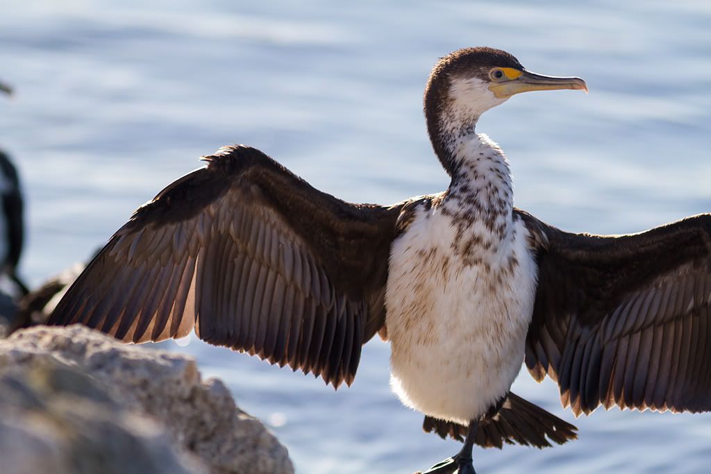 IMAGE: http://i81.photobucket.com/albums/j226/lannes2007/IMG_4578.jpg