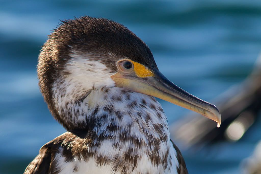 IMAGE: http://i81.photobucket.com/albums/j226/lannes2007/IMG_4603-2.jpg